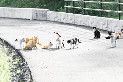 Dogs walking on road