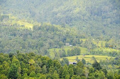 High angle view of lush foliage