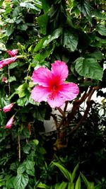 Close-up of pink hibiscus flower