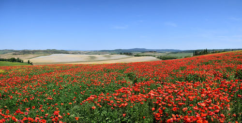 Scenic view of oilseed rape field against clear blue sky