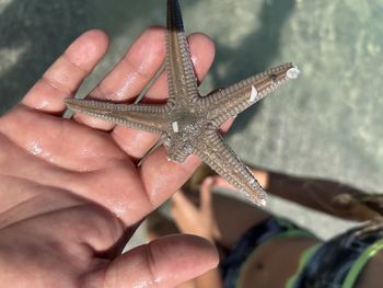 Cropped hand of person holding starfish