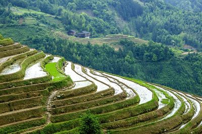 High angle view of rice paddy