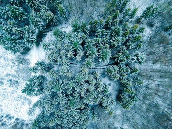 High angle view of plants by sea