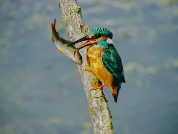 Close-up of bird perching on water