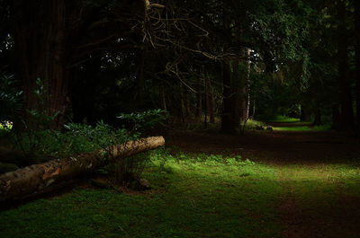 Trees in forest