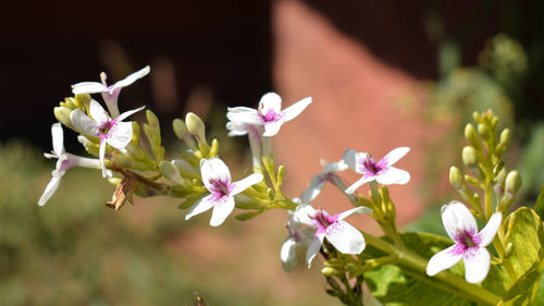 Close-up of flowers blooming outdoors