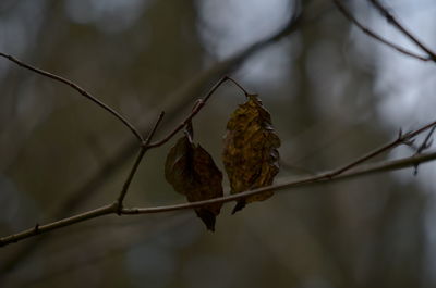 Close-up of insect perching on branch