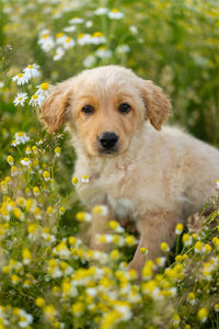 Cute retriever puppy sitting in daisy field looking at the camera