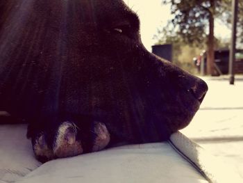 Close-up of a dog resting