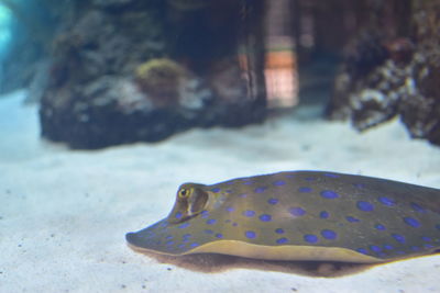 Close-up of fish swimming in sea