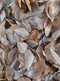 Full frame shot of dry leaves on land