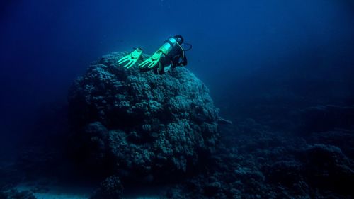 High angle view of turtle swimming in sea