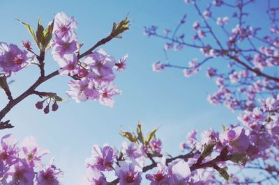 Close-up low angle view of flowers against clear sky