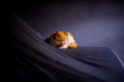 Close-up of a sleeping cat