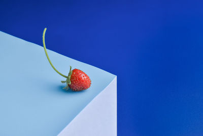 High angle view of strawberries on table against blue background