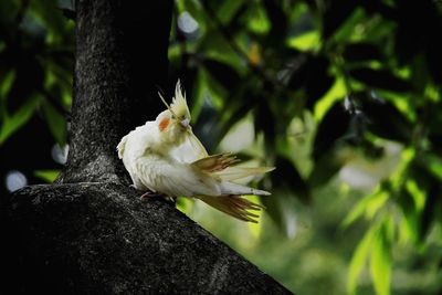 Close-up of bird perching on branch
