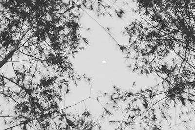 Low angle view of trees against sky