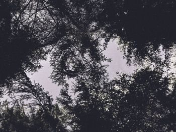 Low angle view of trees against sky