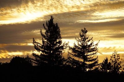 Silhouette pine trees against sky during sunset