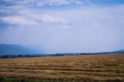 Field with gold colored crops