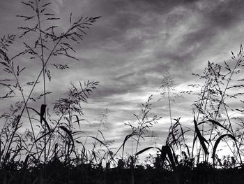 Low angle view of trees against cloudy sky