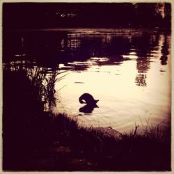 Reflection of trees in water