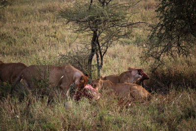 Cows in a field