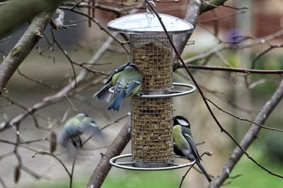 Great tits perching on bird feeder