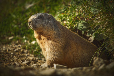 Marmot from dolomite mountains, italy.