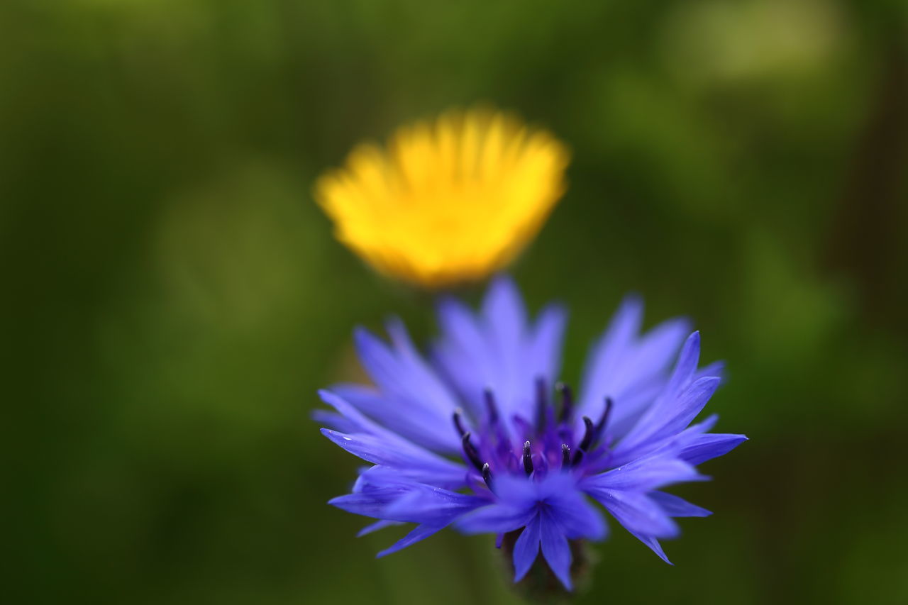 Centaurea cyanus