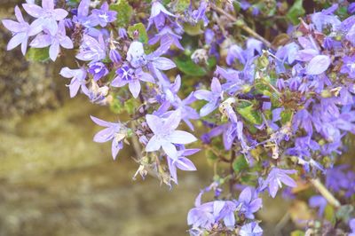 Close-up of purple flowers