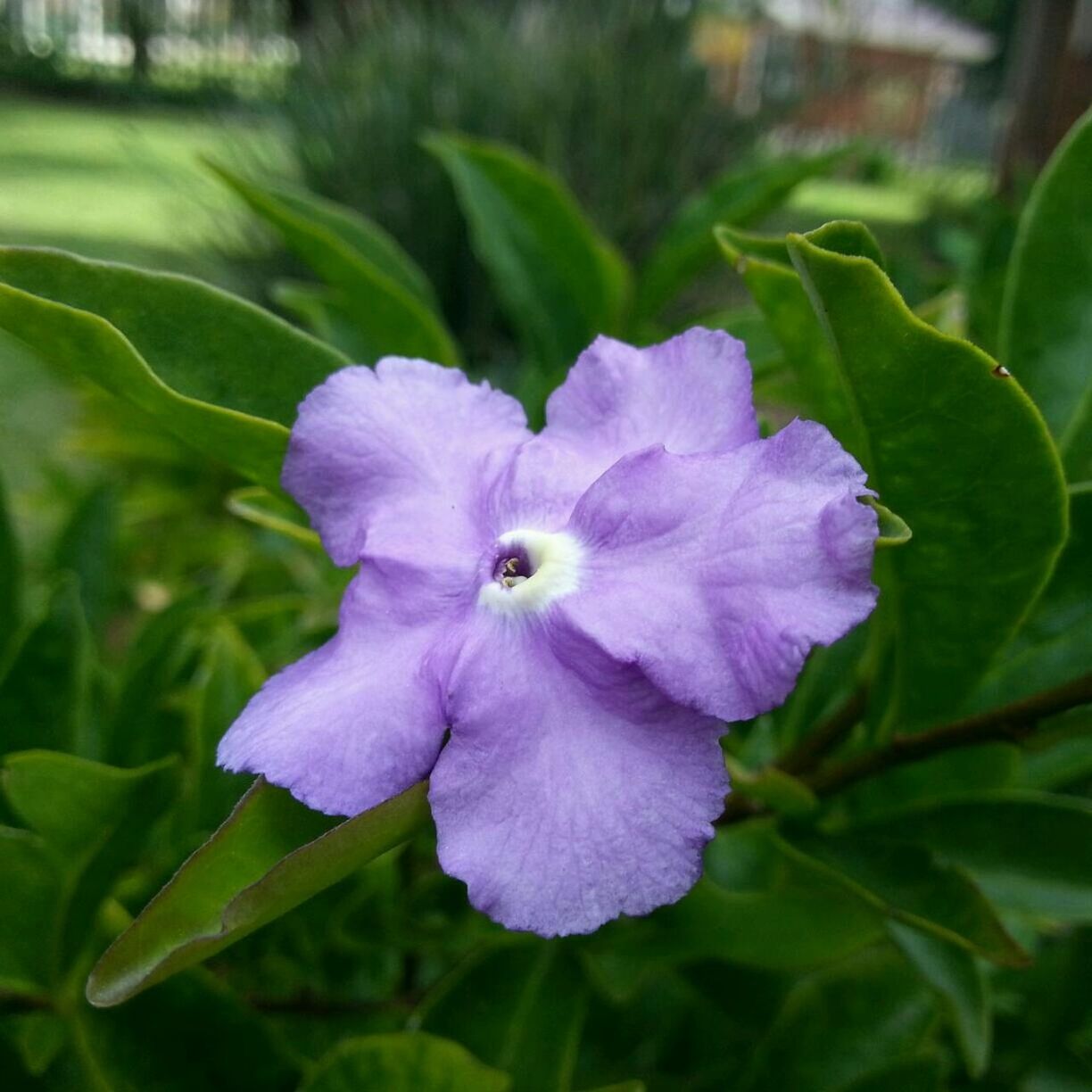 CLOSE-UP OF PURPLE FLOWERS BLOOMING OUTDOORS