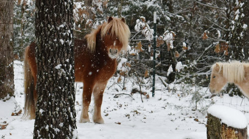 View of an animal on snow covered land