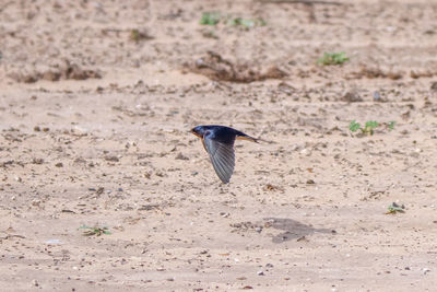 Bird flying over a field