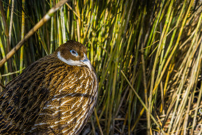 Close-up of a duck