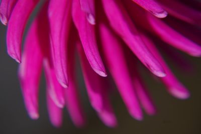 Close-up of pink flower