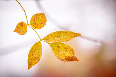 Close-up of yellow maple leaves against blurred background