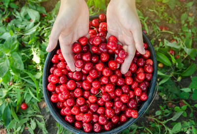 Ripe red cherries in the hands of a farmer. summer harvest of berries. healthy diet. selective focus