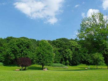 Trees on grassy field