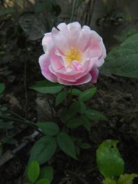 Close-up of pink flower blooming outdoors