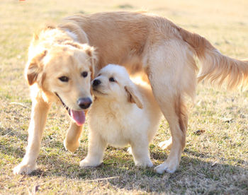 Portrait of golden retriever on grass