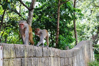 Low angle view of monkey sitting on tree