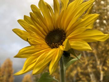 Close-up of sunflower