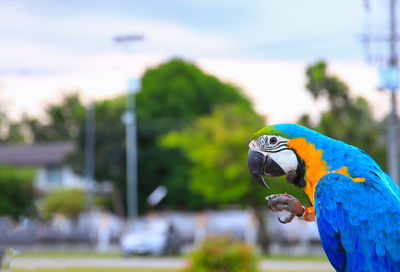 Close-up of a bird perching on the ground