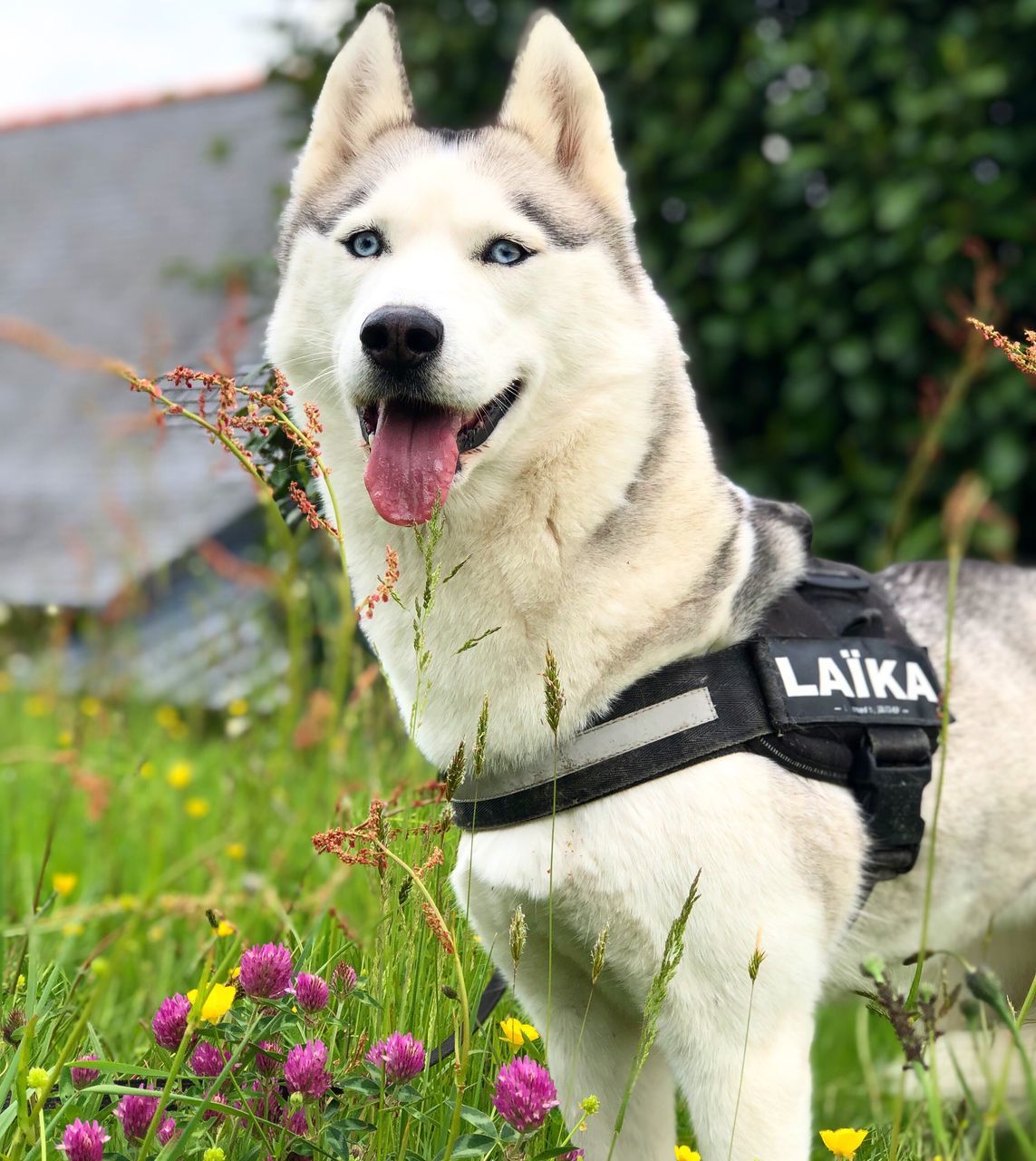 one animal, canine, dog, animal themes, animal, pets, mammal, domestic animals, domestic, plant, vertebrate, flowering plant, flower, nature, land, focus on foreground, growth, field, facial expression, no people, outdoors, mouth open, animal head