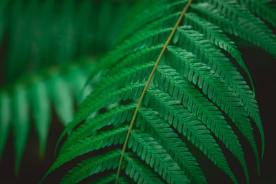 Close-up of leaves