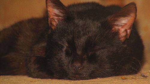 Close-up of cat sleeping