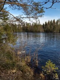 Scenic view of lake in forest against sky