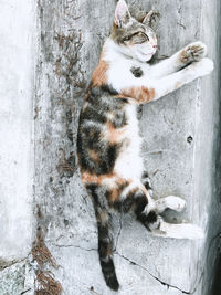 High angle view of cat relaxing on floor