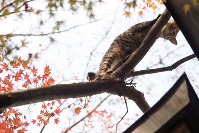 Low angle view of butterfly perching on tree against sky